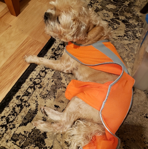 Reflective Dog Safety Vest - Picture 4 of 12